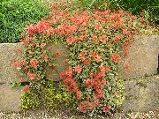 rojo Nueva Zelanda Rebabas Flores del Jardín foto