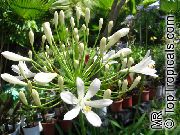 blanc Lily Of The Nile, Lis Africain Fleurs Jardin photo