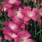 ვარდისფერი სიმინდის Cockle ბაღის ყვავილები ფოტო