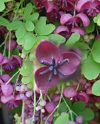fotografie violet Floare Cinci Akebia Frunze, De Viță De Vie De Ciocolată