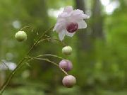 фото бузковий Квітка Анемонопсіс Крупнолистний