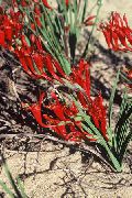 rød Bavian Blomst  bilde
