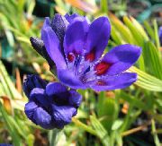 niebieski Babiana Kwiaty ogrodowe zdjęcie
