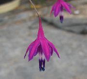 zdjęcie purpurowy Kwiat Besser