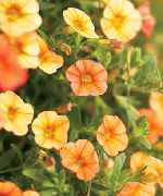 turuncu Calibrachoa Milyon Çan Bahçe çiçekleri fotoğraf