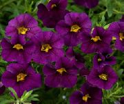 púrpura Calibrachoa, Millón Campanas Flores del Jardín foto
