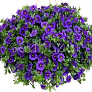 modrý Calibrachoa, Milión Zvončeky Záhradné Kvety fotografie