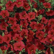 rød Calibrachoa, Million Klokker Have Blomster foto