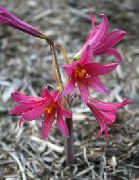 粉红色 Oxblood百合，百合校舍 园林花卉 照片