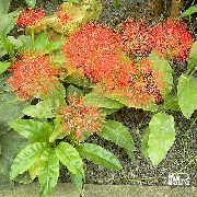 czerwony Skadoksus Kwiaty ogrodowe zdjęcie