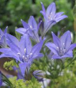 γαλάζιο Γρασίδι Παξιμάδι, Ithuriel Είναι Δόρυ, Καλάθι Wally λουλούδια στον κήπο φωτογραφία