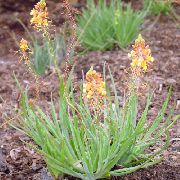 foto Bulbine, Bulbinella, Brennen Gelee Pflanze, Gestielt Bulbine, Orange Bulbine Blume