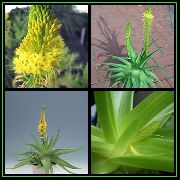 amarillo Bulbine, Bulbinella, Quemar Planta Jalea, Acechado Bulbine, Bulbine Naranja Flores del Jardín foto