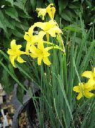 foto Peru Narcise, Aromatizēti Pasaku Lilija, Maiga Lilija Zieds