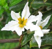 фото білий Квітка Левкокоріна