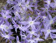 фото блакитний Квітка Левкокоріна