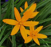 turuncu Boyalı Tavuskuşu Çiçek, Tavuskuşu Yıldız  fotoğraf