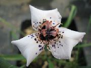 ფოტო თეთრი ყვავილების Moraea