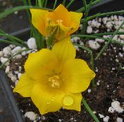 снимка жълт Цвете Romulea