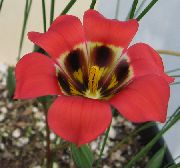 fotografie červená Květina Romulea
