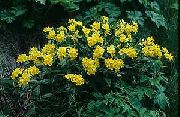 giallo Arnebia Fiori del giardino foto
