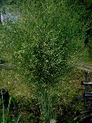 grøn Asparges Have Blomster foto