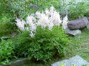 beyaz Astilbe'ait, Sahte Keçi Sakalı, Fanal Bahçe çiçekleri fotoğraf
