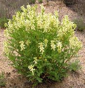 foto gul Blomma Astragalus