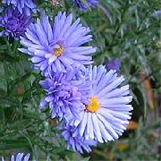 light blue Aster Garden Flowers photo