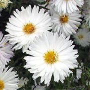 foto bijela Cvijet Astra