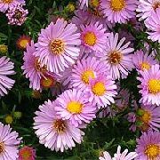 photo pink Flower Aster