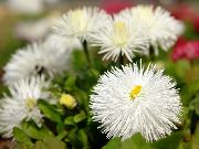 beyaz New England Aster Bahçe çiçekleri fotoğraf
