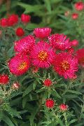 photo red Flower New England aster