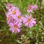 foto New England Aster Blomma