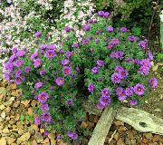 foto lila Blomma New England Aster