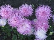 photo lilac Flower China Aster