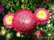 red China Aster Garden Flowers photo