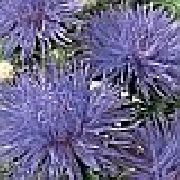 kuva sininen Kukka Kiinanasteri