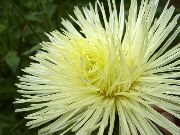 ყვითელი ჩინეთის Aster ბაღის ყვავილები ფოტო