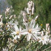 fotoğraf Beyaz Asphodel çiçek