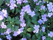 γαλάζιο Φυτό Υπομονή, Βάλσαμο, Κόσμημα Ζιζανίων, Απασχολημένος Lizzie λουλούδια στον κήπο φωτογραφία