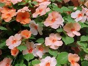 turuncu Sabır Bitkisi, Balsam, Mücevher Ot, Yoğun Lizzie Bahçe çiçekleri fotoğraf