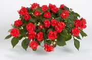 kırmızı Sabır Bitkisi, Balsam, Mücevher Ot, Yoğun Lizzie Bahçe çiçekleri fotoğraf