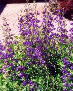 púrpura Falso Índigo Flores del Jardín foto