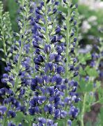 modrý False Indigo Zahradní květiny fotografie