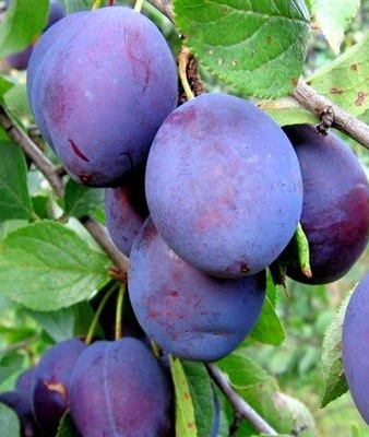      (Prunus domestica) 1     -     , -, 