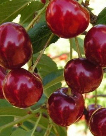     (Prunus cerasus) 1     -     , -, 