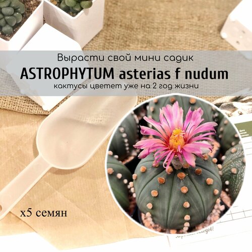     Astrophytum asterias f nudum /   .        ,   380 