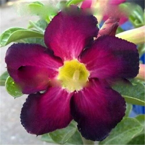 , Adenium Obesum Desert Rose PURPLE INNOVATION, ,    -     , -, 