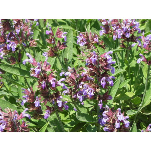    (. salvia officinalis)  30   -     , -, 